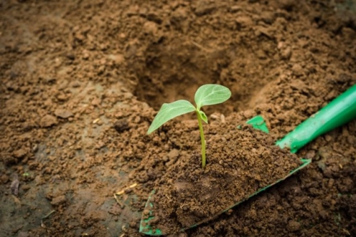 Без "химии": что положить в лунки при посадке рассады