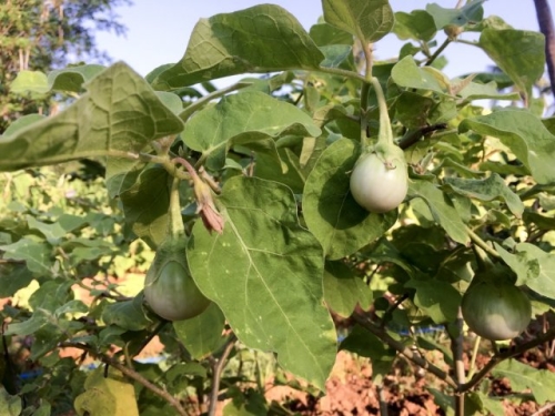 4 подкормки баклажанов, которые нельзя пропускать