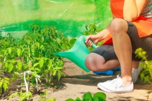 Как ухаживать за рассадой помидоров в теплице после высадки