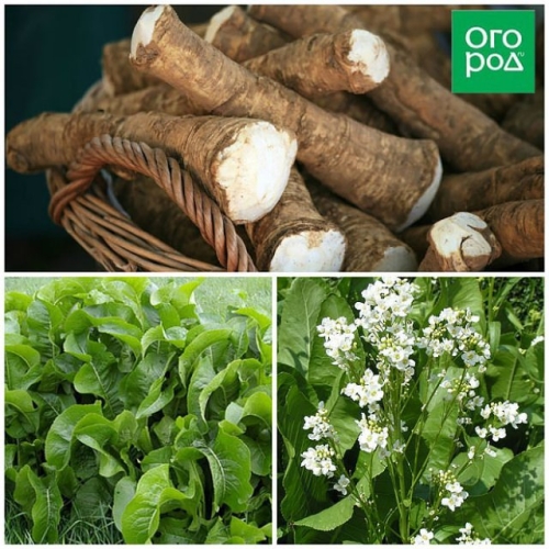 9 огородных культур, которые хорошо растут в тени