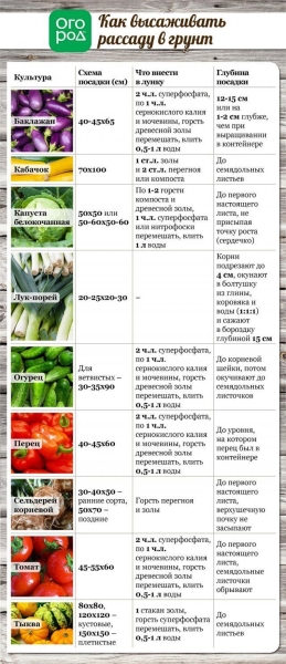 Все, что вы хотели знать о высадке рассады в грунт (в таблицах)