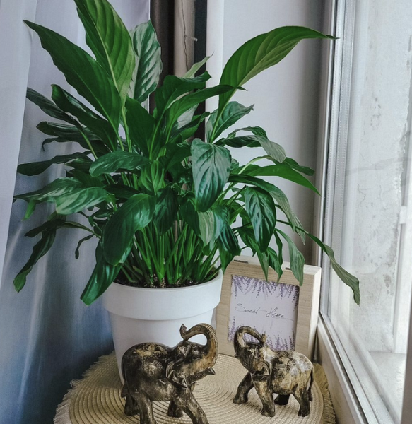 7 растений для тех, кто хочет озеленить квартиру, но не уверен в своих силах