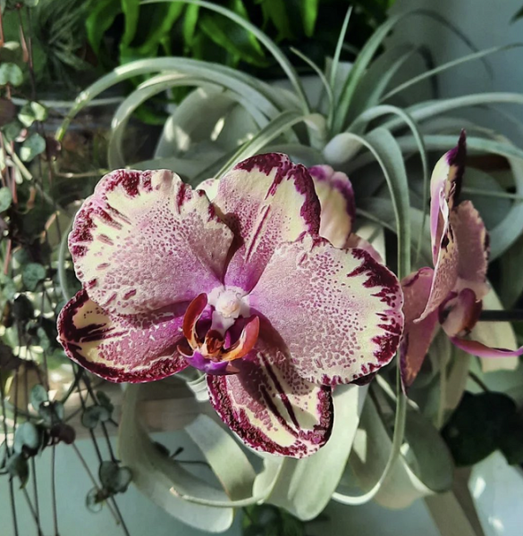 7 растений для тех, кто хочет озеленить квартиру, но не уверен в своих силах