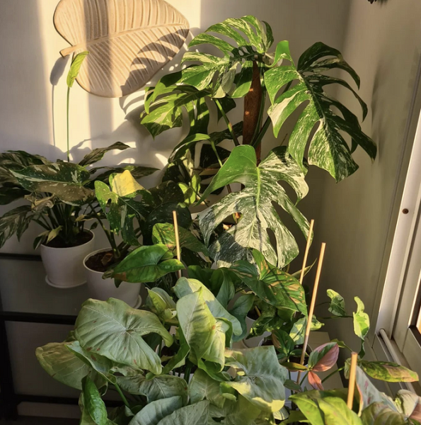 7 растений для тех, кто хочет озеленить квартиру, но не уверен в своих силах