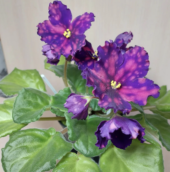 7 растений для тех, кто хочет озеленить квартиру, но не уверен в своих силах