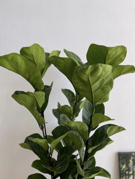 7 растений для тех, кто хочет озеленить квартиру, но не уверен в своих силах