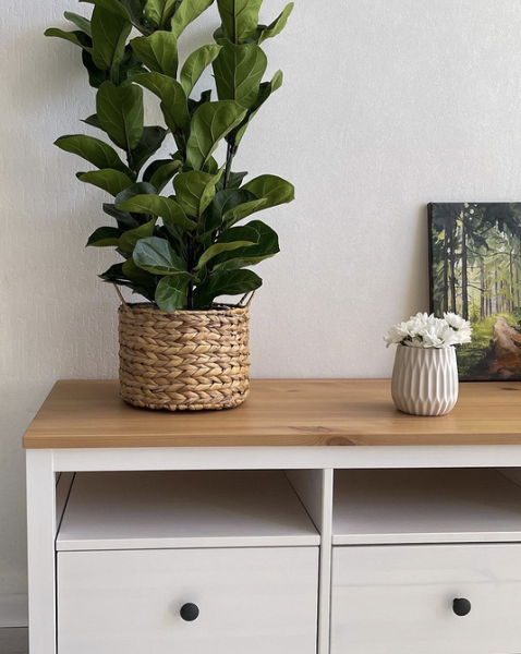 7 растений для тех, кто хочет озеленить квартиру, но не уверен в своих силах