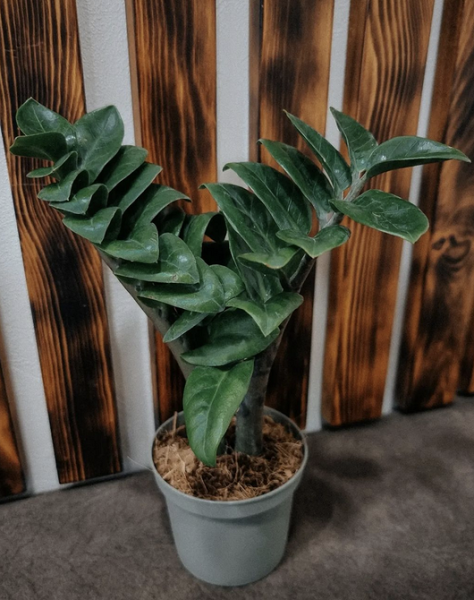 7 растений для тех, кто хочет озеленить квартиру, но не уверен в своих силах