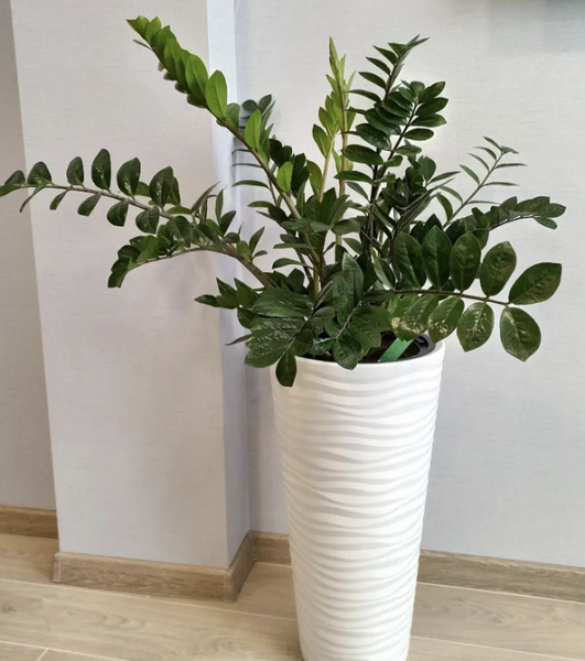 7 растений для тех, кто хочет озеленить квартиру, но не уверен в своих силах