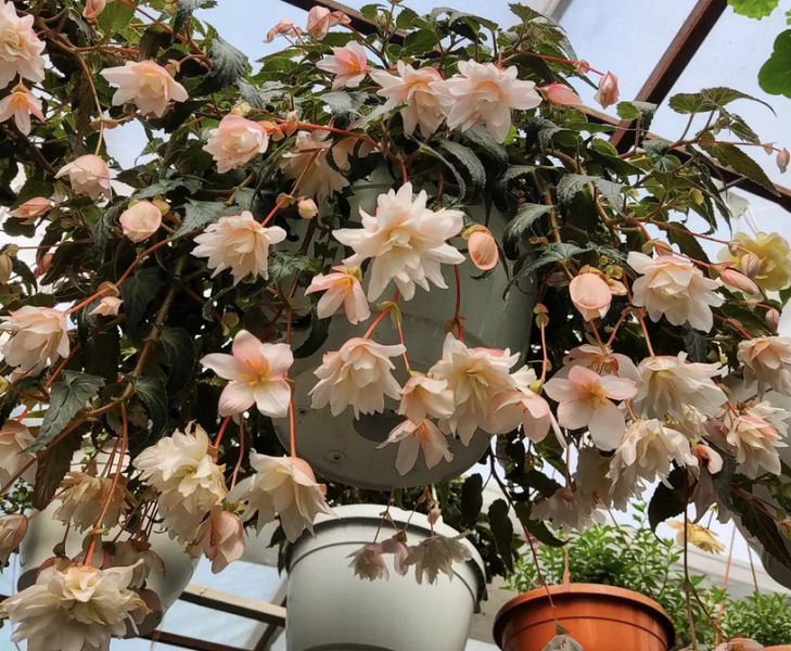 7 растений для тех, кто хочет озеленить квартиру, но не уверен в своих силах