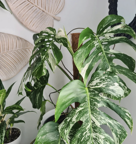 7 растений для тех, кто хочет озеленить квартиру, но не уверен в своих силах