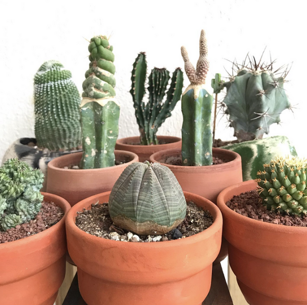 7 растений для тех, кто хочет озеленить квартиру, но не уверен в своих силах