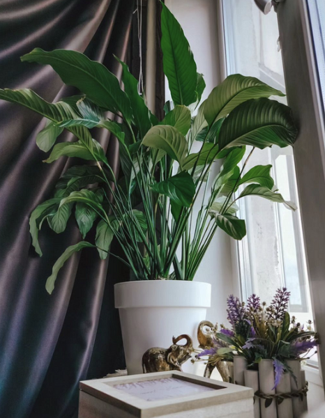 7 растений для тех, кто хочет озеленить квартиру, но не уверен в своих силах