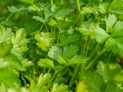 10 фатальных ошибок при выращивании зелени