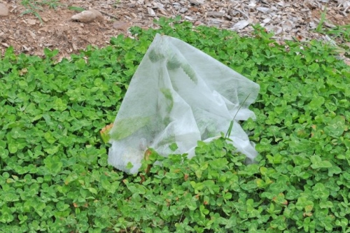 Как уберечь рассаду и недавно пересаженные растения от палящего солнца