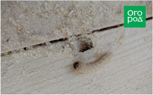 Из чего сделать борта для грядок: 5 проверенных материалов