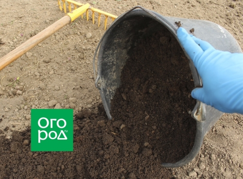 Как защитить высаженную рассаду от болезней, вредителей, засухи