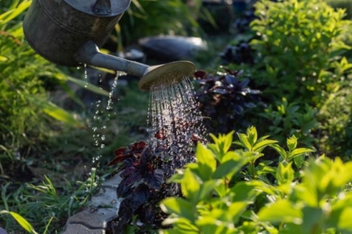 10 фатальных ошибок при выращивании зелени