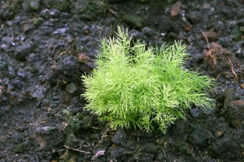 10 фатальных ошибок при выращивании зелени