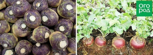 9 огородных культур, которые хорошо растут в тени