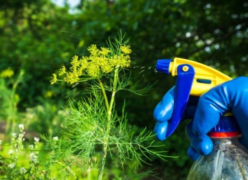 10 фатальных ошибок при выращивании зелени