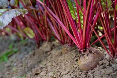 9 огородных культур, которые хорошо растут в тени