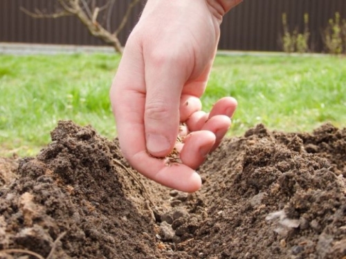 10 фатальных ошибок при выращивании зелени