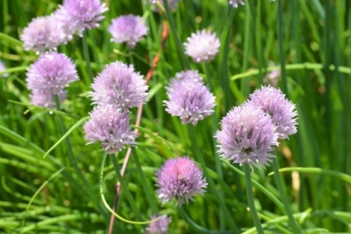 10 фатальных ошибок при выращивании зелени