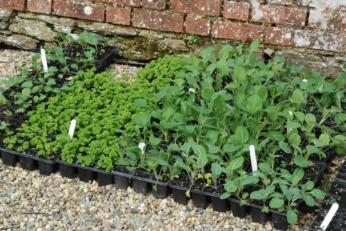 Как уберечь рассаду и недавно пересаженные растения от палящего солнца