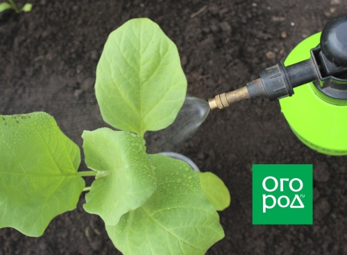 Как защитить высаженную рассаду от болезней, вредителей, засухи