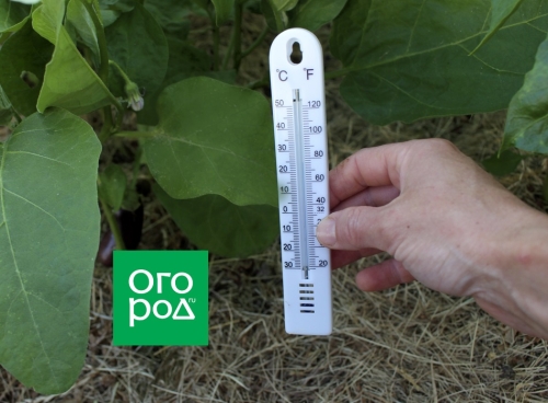 Как защитить высаженную рассаду от болезней, вредителей, засухи