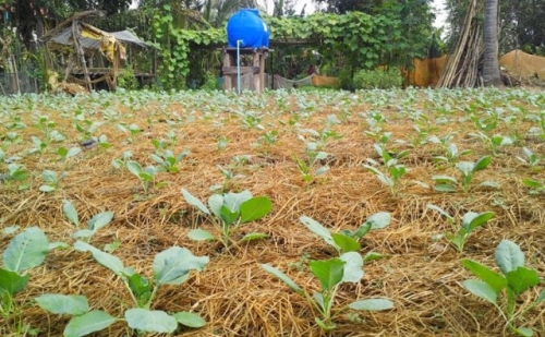 Как уберечь рассаду и недавно пересаженные растения от палящего солнца