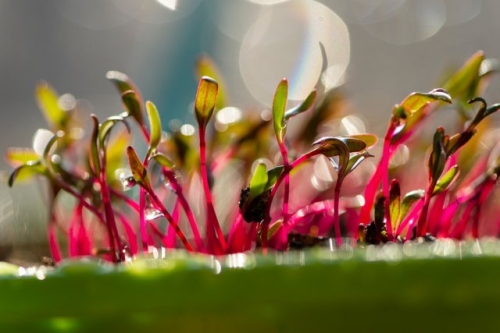 Весенний посев свеклы: как не совершить ошибок