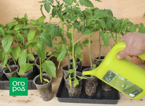 Как высадить рассаду в открытый грунт: сроки и тонкости