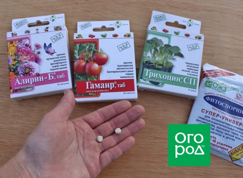 Как защитить высаженную рассаду от болезней, вредителей, засухи