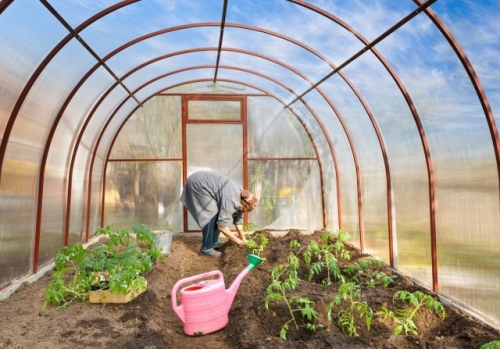 На каком расстоянии сажать помидоры в теплице и открытом грунте (схемы)