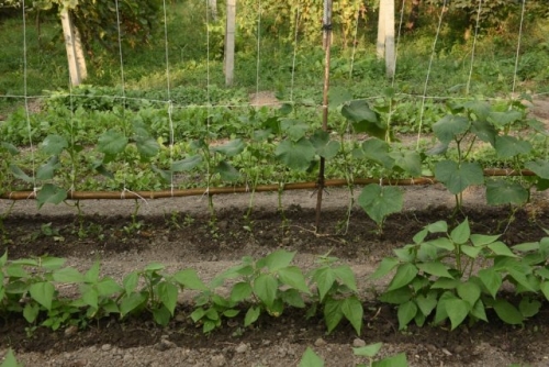 Что посадить "в ноги" огурцам: 7 идеальных соседей