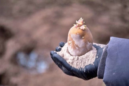 Готовим картофель к посадке: пошаговая инструкция