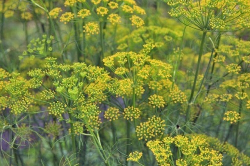 9 огородных культур, которые хорошо растут в тени