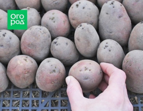 Готовим картофель к посадке: пошаговая инструкция