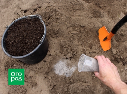 Как высадить рассаду в открытый грунт: сроки и тонкости