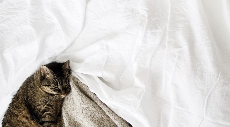 
                                Какую ткань для постельного белья выбрать: важные параметры и 13 лучших материалов                            