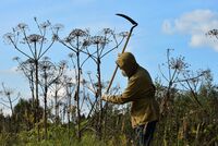 Нерадивых дачников заставят платить за уничтожение борщевика