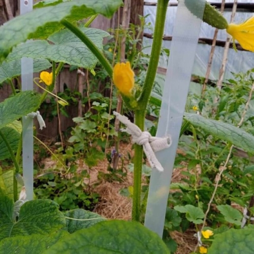 Мастер-класс от нашего читателя по подвязыванию огурцов в теплице
