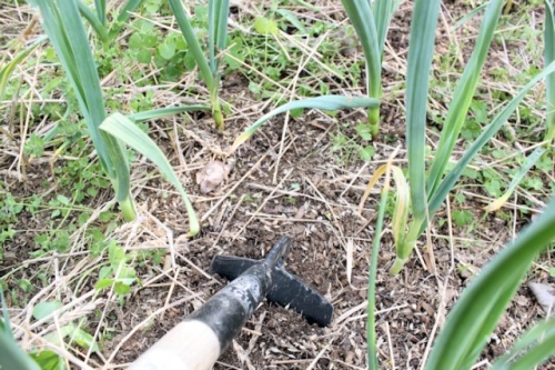 Почему желтеют листья у лука и чеснока