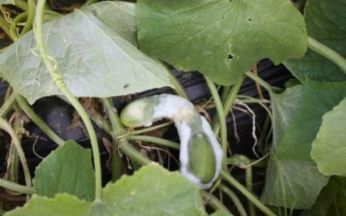 Определитель болезней огурцов: фото, описание, меры борьбы и профилактика