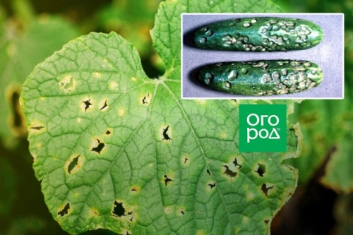 Определитель болезней огурцов: фото, описание, меры борьбы и профилактика