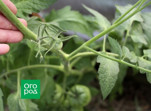 Формирование и обработка томатов в жару: как не остаться без урожая