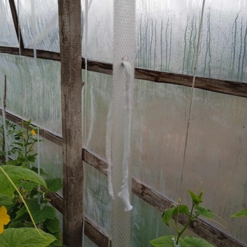 Мастер-класс от нашего читателя по подвязыванию огурцов в теплице