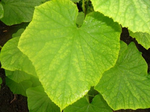 Определитель болезней огурцов: фото, описание, меры борьбы и профилактика